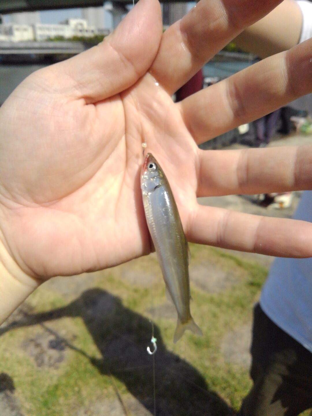 稚アユ 稚鮎 を釣って初夏を噛み締める 稚アユの基礎知識と釣り方 野食ハンマープライス