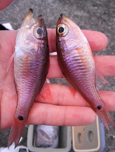 餌取り金魚 クロホシイシモチの煮干しでラーメンを作ってみた 野食ハンマープライス