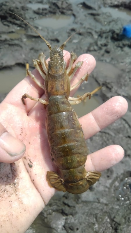 アナジャコの 味噌釣り とか一本釣りとかにトライしてみた 野食ハンマープライス