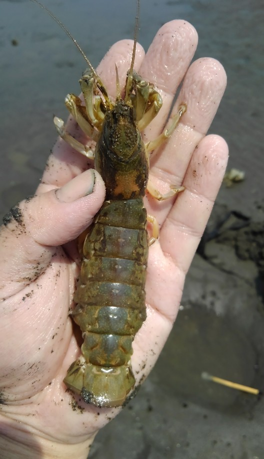 アナジャコの 味噌釣り とか一本釣りとかにトライしてみた 野食ハンマープライス