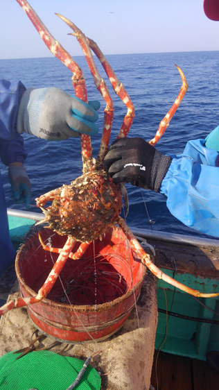 憧れの甲殻類 タカアシガニ についていたエボシガイ ヒメエボシ を食べてみた 野食ハンマープライス