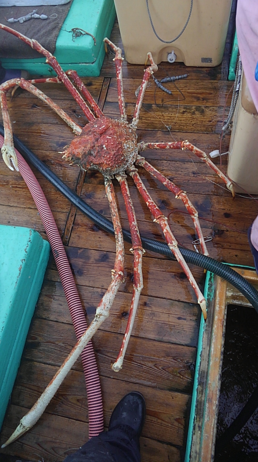 東京湾にもいる世界最大のカニ タカアシガニを自宅で料理して食べてみた 野食ハンマープライス