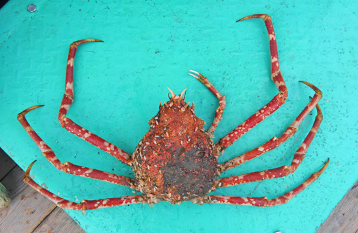 憧れの甲殻類 タカアシガニ についていたエボシガイ ヒメエボシ を食べてみた 野食ハンマープライス