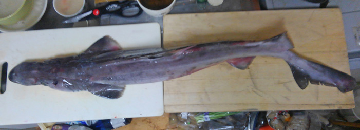 くーねるまるた のバカリャウコロッケを サメ肉 深海ザメ でやってみた 野食ハンマープライス