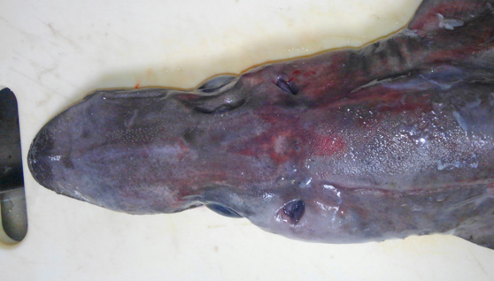 くーねるまるた のバカリャウコロッケを サメ肉 深海ザメ でやってみた 野食ハンマープライス
