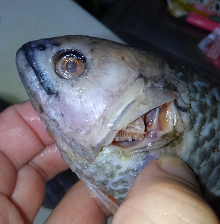 アキハバラで 木に登る魚 を買って煮つけて食べた 野食ハンマープライス