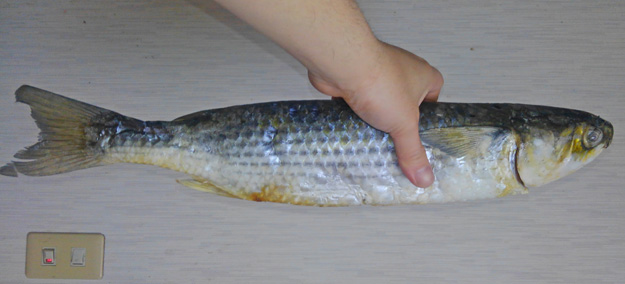 旬のボラを炊き込みご飯にした 野食ハンマープライス