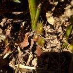 ミョウガ狩りはキノコ狩りと同じくらい楽しいな