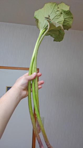 アスパラガス厨にうんとおススメしたい ツワブキの天ぷら 野食ハンマープライス