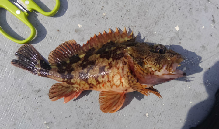 熟成魚の刺身 に興味を持ったので カサゴで試してみた 野食ハンマープライス