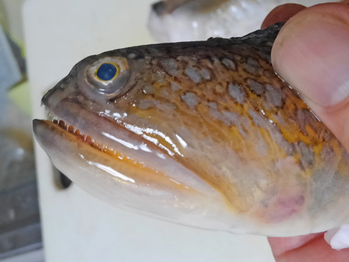 エソ味噌テクニック 野食ハンマープライス