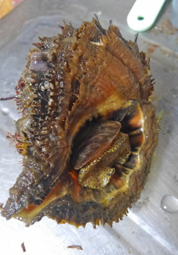 法螺貝の身は酒を使って取り出す と聞いたので フグ毒を持つカコボラで試してみた 野食ハンマープライス