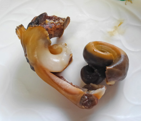 法螺貝の身は酒を使って取り出す と聞いたので フグ毒を持つカコボラで試してみた 野食ハンマープライス