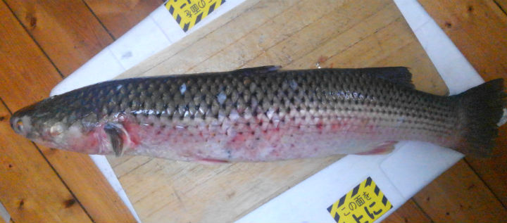 有明海の ヤスミ ことメナダ もしかして汽水域の魚の中で最も美味しいのでは 野食ハンマープライス