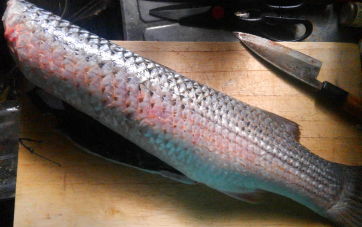 有明海の「ヤスミ」ことメナダ、もしかして汽水域の魚の中で最も美味しいのでは？
