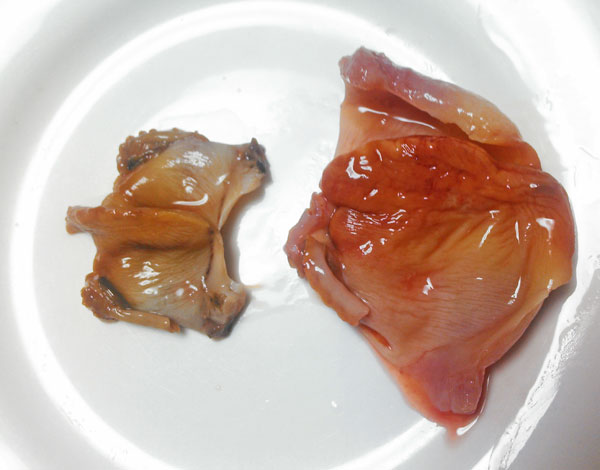その二枚貝 刺身で食べてみる サルボウガイはアカガイの刺身の代用になるか 野食ハンマープライス