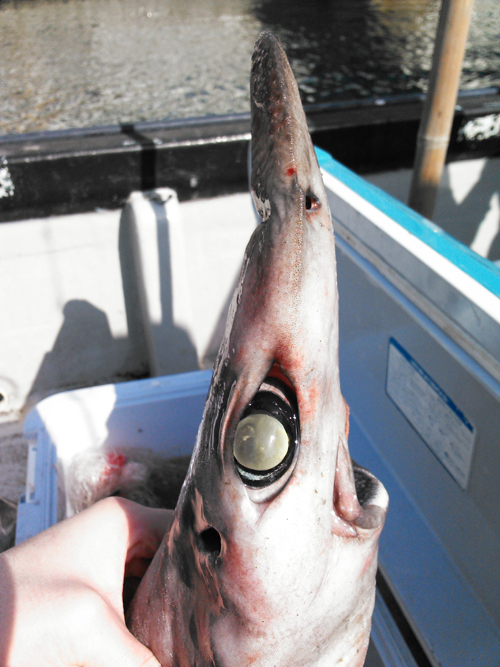 相模湾の千尋の底から 夢と黒い魚たちを鬼ヅモしてきた件 野食ハンマープライス