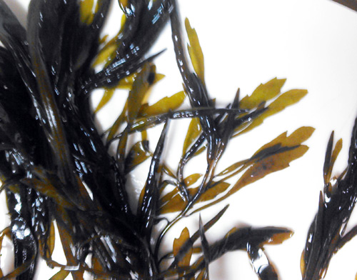 海藻はフロンティアだ ホンダワラ科 海藻味比べ 野食ハンマープライス