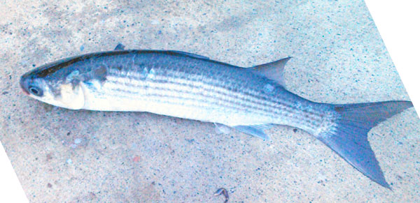 ボラの塩水洗いと へそ の刺身を食べた 野食ハンマープライス