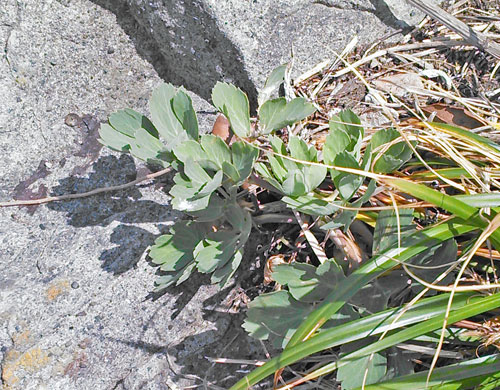 食べづらすぎる話題の山菜 長命草 ことボタンボウフウの食べ方を考える 野食ハンマープライス