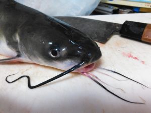 アメリカナマズ　霞ヶ浦水系