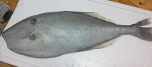 ウスバハギ,地魚