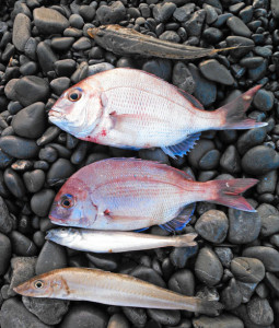 なにげにメゴチもデカい．メゴチは昼じゃないと釣れないみたい