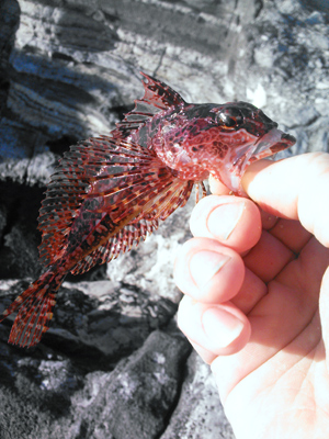 アナハゼのち ぽの刺身を食べた 野食ハンマープライス