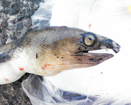 ホタテウミヘビはウナギそっくりの味 でも骨が 野食ハンマープライス