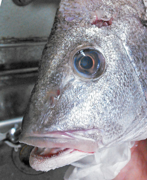 ヒゲダイの髭を食べるのが夢だった 野食ハンマープライス