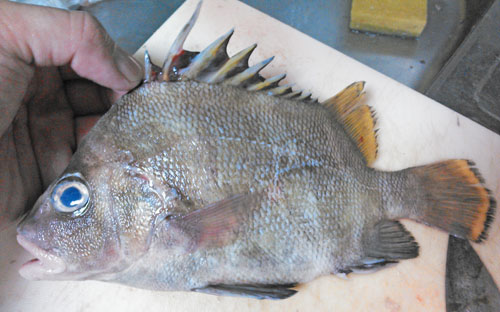 瀬戸内の たもり ことセトダイは煮付けが特にヤバい 野食ハンマープライス