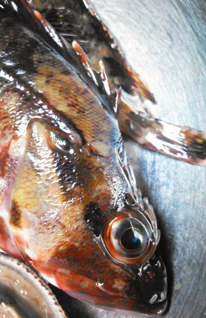 ゴンズイに刺されるとやっぱり痛かった 野食ハンマープライス的 危険生物のリスクプロファイル 野食ハンマープライス