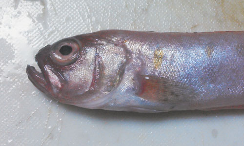 岡山 豊栄水産から赤い高級魚と珍魚が届いた 野食ハンマープライス