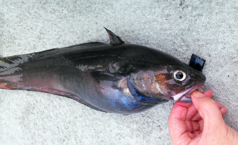 どんこくらべ エゾイソアイナメとチゴダラ 野食ハンマープライス