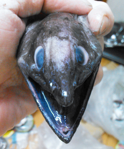 イラコアナゴ,東京湾深海魚