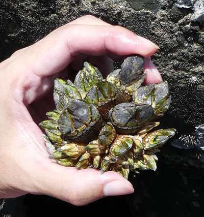 カメノテの蔓脚とボタンボウフウの根をかき揚げにしたらあふれだす野趣 野食のススメ番外編 野食ハンマープライス