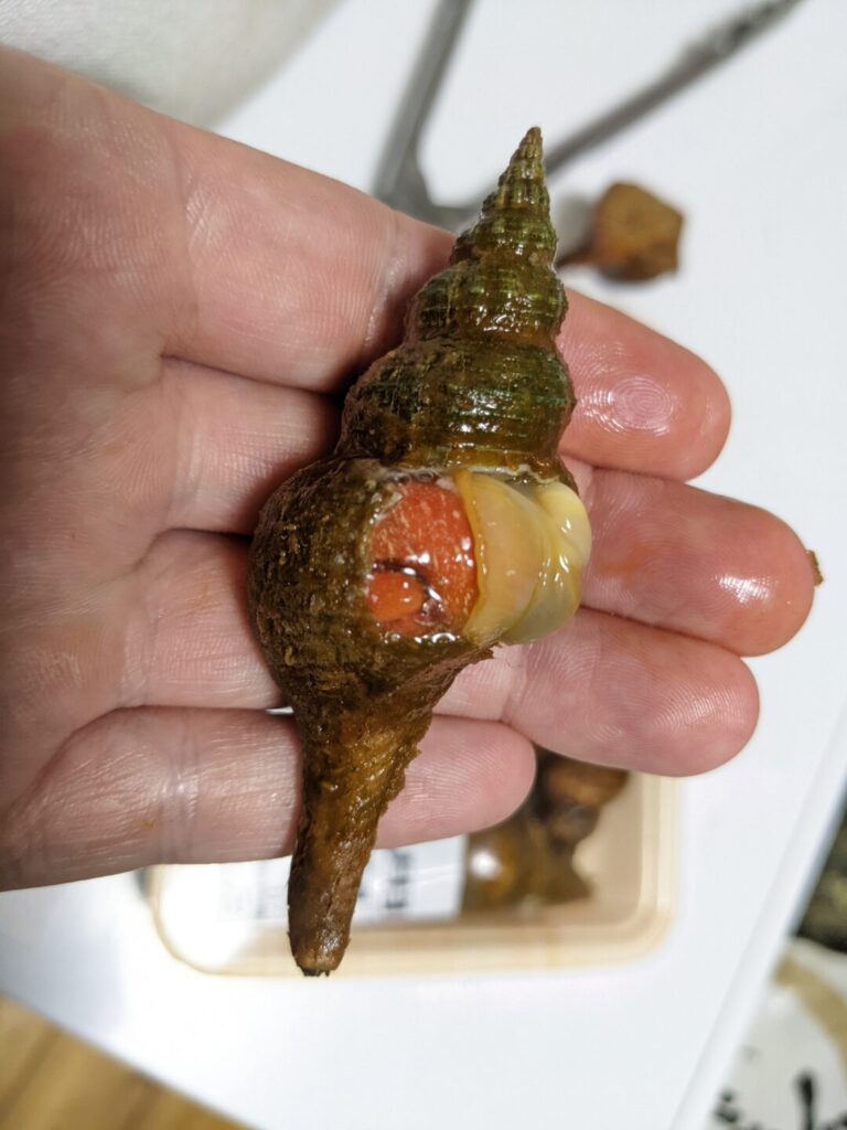 局地的利用 の極み 広島県で偏愛されるという 夜泣き貝 を食べてみた 野食ハンマープライス
