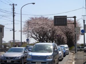 ロードバイクで行くサクラ満開の海軍道路