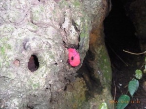 木の洞に出るカンゾウタケ