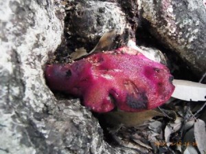 食べごろのカンゾウタケ