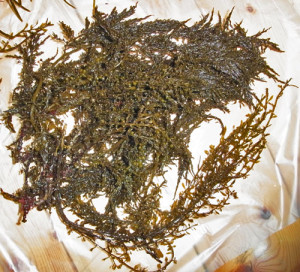 タマハハキモク,海藻