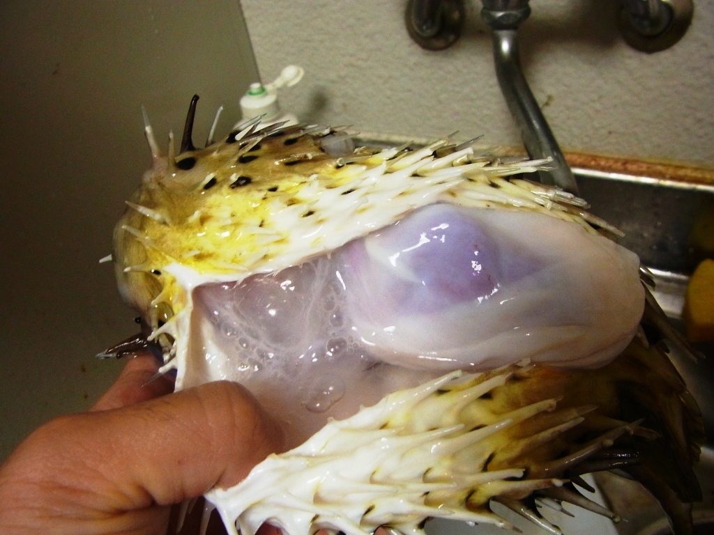 ラブリーな魚を捌いたら中身もラブリーだった 野食ハンマープライス