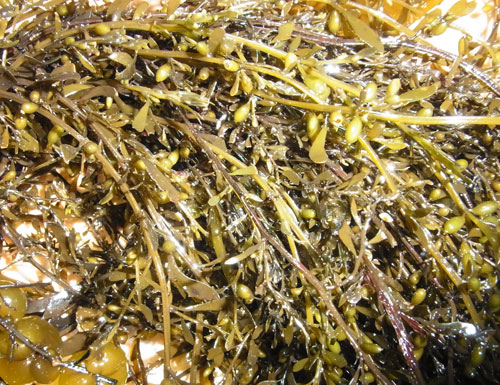 海藻はフロンティアだ③ホンダワラ科　海藻味比べ
