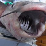 アメリカナマズ釣り大会＠霞ヶ浦を開催するよ！　みんなで釣って食べよう！！