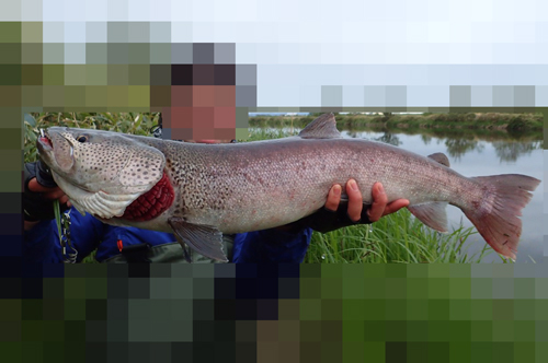 北海道のいと 幻の天然 イトウ を食べた 野食ハンマープライス