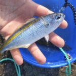 東京限定高級魚「タカベ」は釣りたてを現地食いが最高ですね