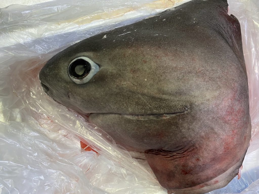 超深海の帝王にして 生きている化石 カグラザメを食べてみた 野食ハンマープライス