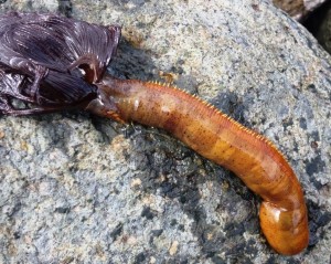 ケヤリムシ　料理