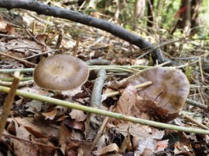 クサウラベニタケ？食べられません