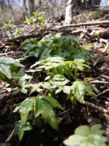 スギの植林の下生えのモミジガサ